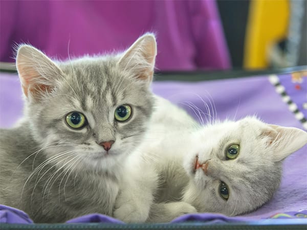 Spay and Neuter for Cats in Lafayette, LA