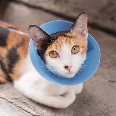 Pet Surgery Services in Lafayette: Cat Wearing Cone After Surgery