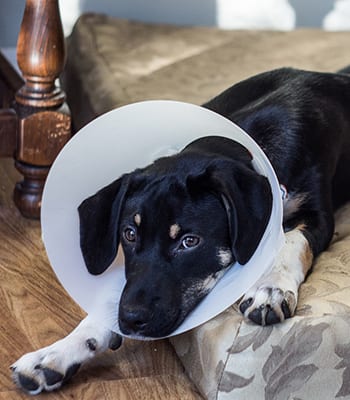 Cat and Dog Surgery Services in Lafayette, LA: Puppy Wearing Cone After Surgery