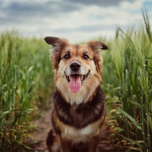 Understanding Heartworm Prevention for Your Dog: Dog in a Grassy Field